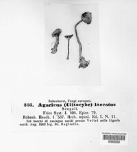 Laccaria laccata image